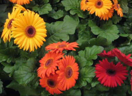 Gerbera jamesonii